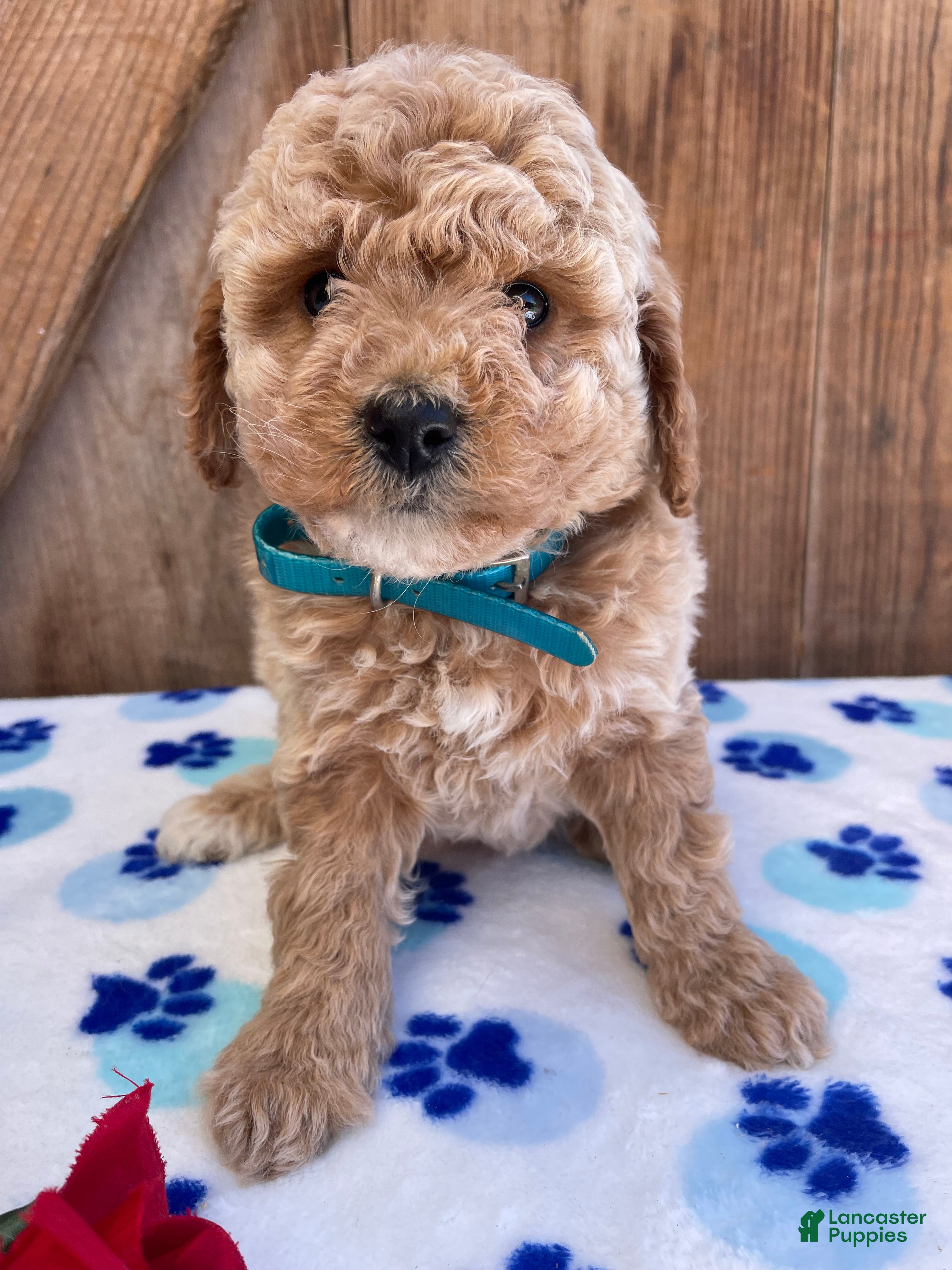 Mini Goldendoodle dogs Dottie - Ad 25