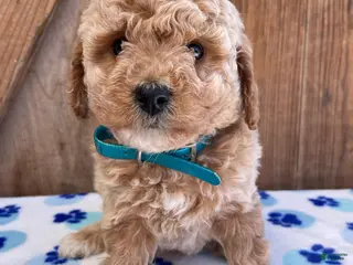 Mini Goldendoodle dogs Dottie - Ad 25