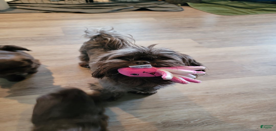 Gallery Image {{count}}