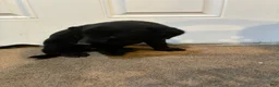 Labrador Retriever dogs for sale: Labrador Retriever 3 - Ad 5