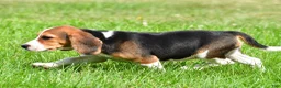 Beagle dogs for sale: Cassandra - Ad 7