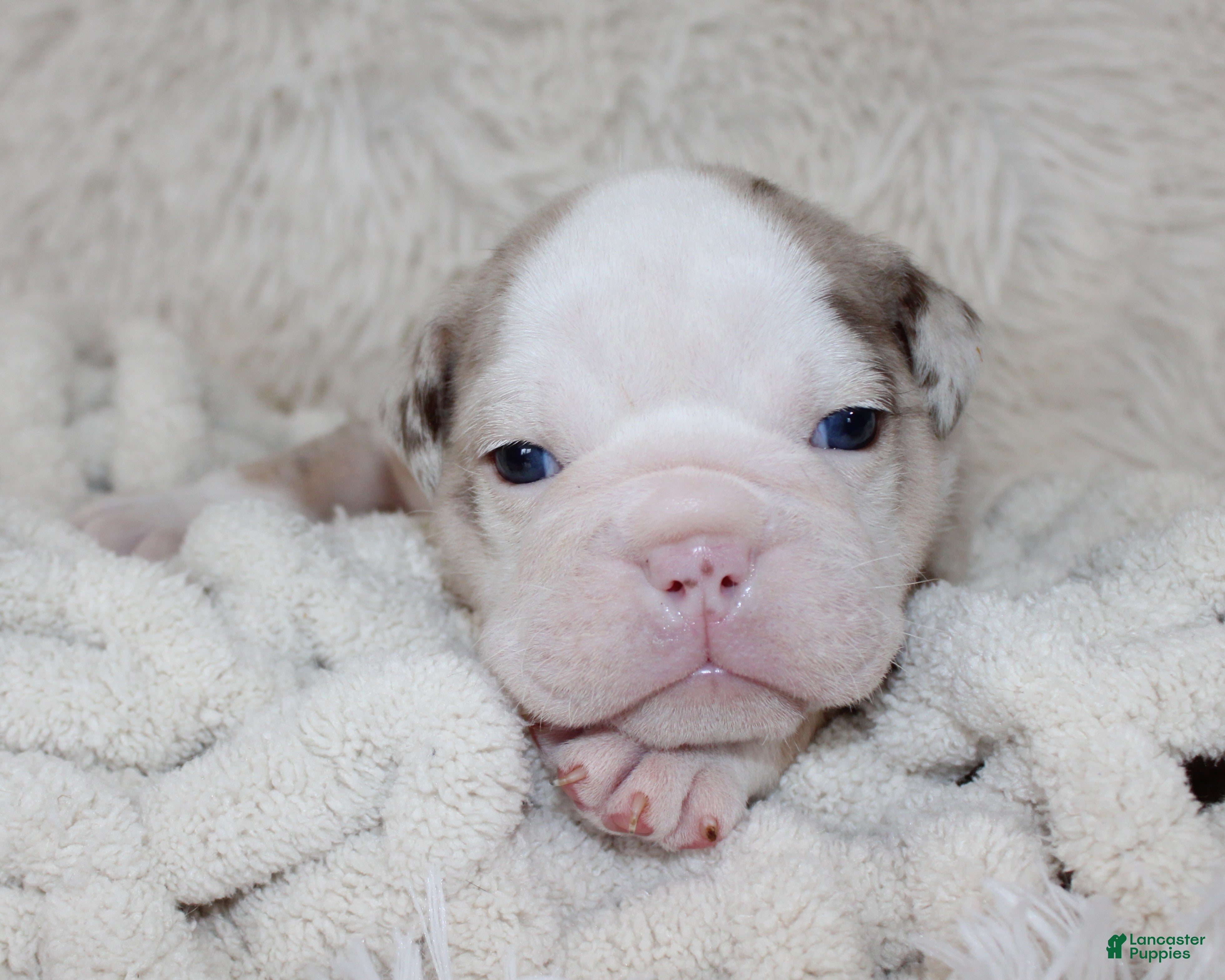 English Bulldog dogs Nala - Ad 2