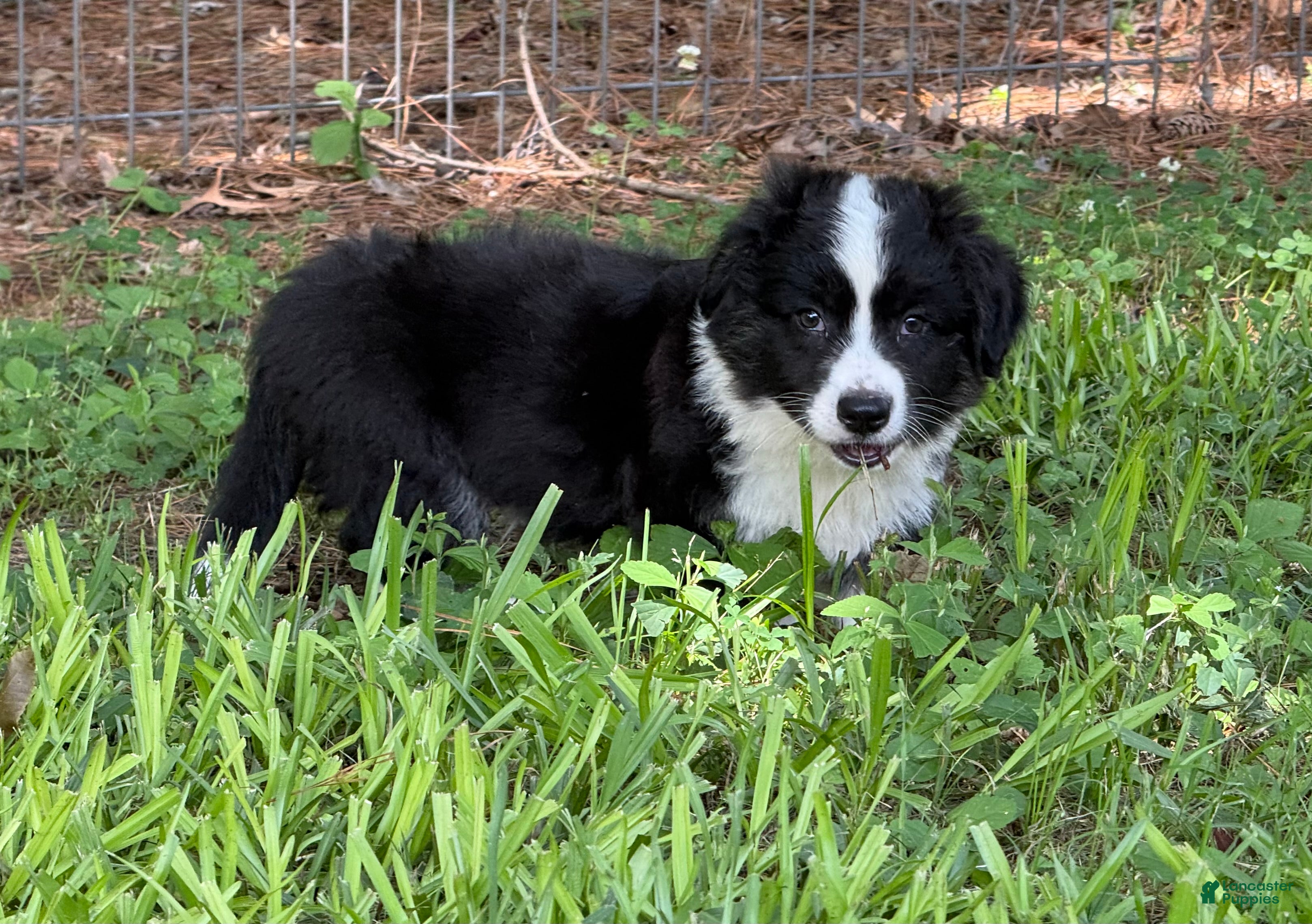 Welsh Corgi Cardigan dogs Ace FLUFFY - Ad 1