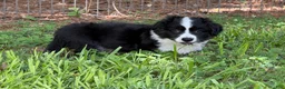 Welsh Corgi Cardigan dogs for sale: Ace FLUFFY - Ad 15