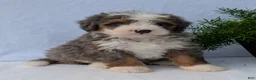 Mini Bernedoodle dogs for sale: Mini Bodie  - Ad 17