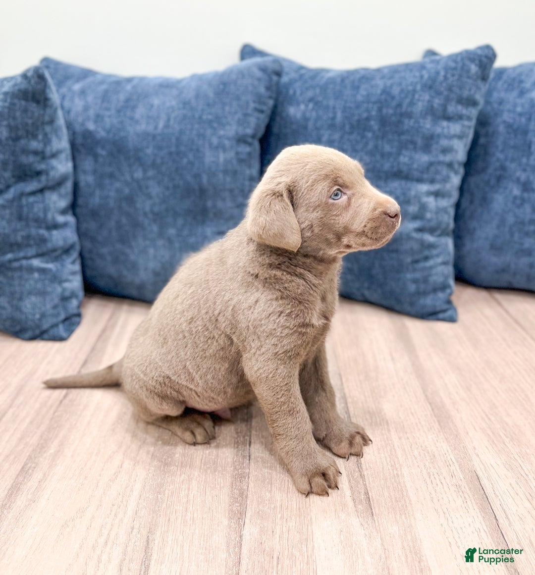 Labrador Retriever dogs for sale: Dusty - Ad 3