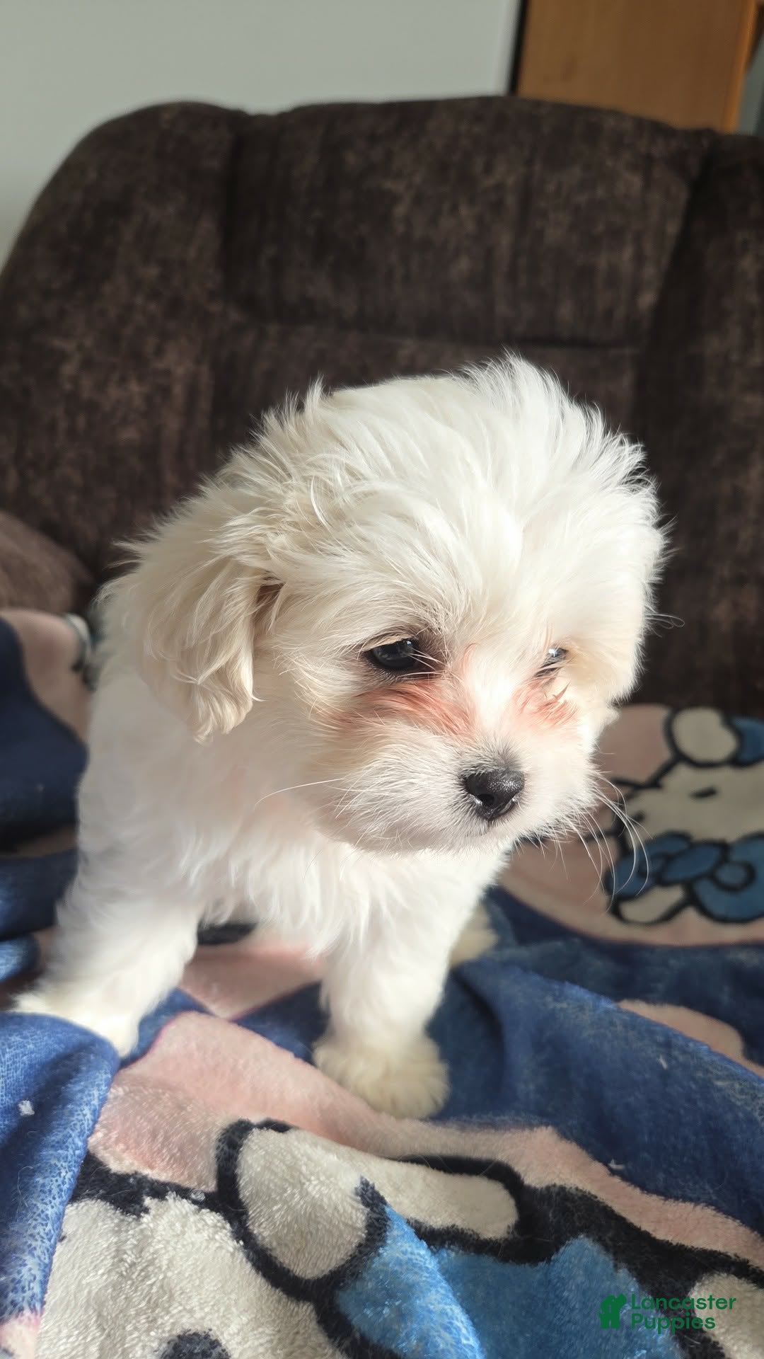 Shihpoo dogs Bonnie - Ad 15