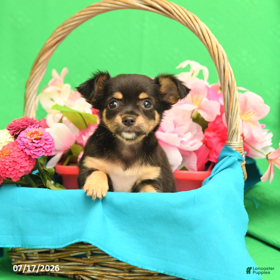 Chihuahua dogs Flower - Ad 1