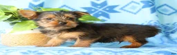 Yorkshire Terrier dogs for sale: Davy - Ad 5