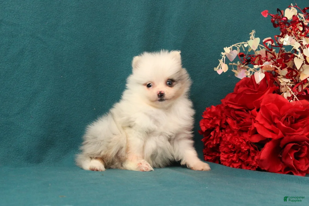 Pomeranian dogs for sale: Tyler - Ad 4