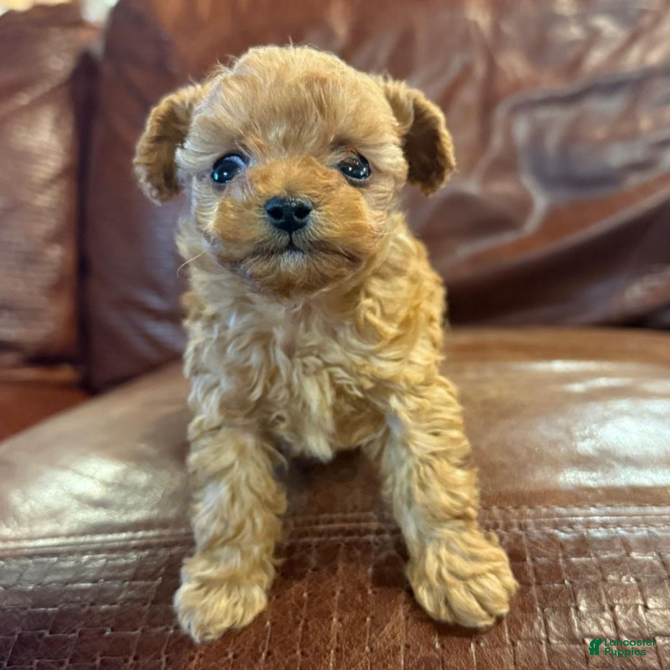 Toy Poodle dogs Digger  - Ad 1
