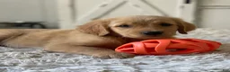 Golden Retriever dogs for sale: Sadie - Ad 3