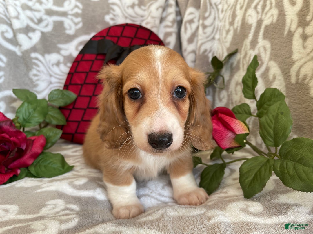 Miniature Dachshund dogs for sale: Blake - Ad 7