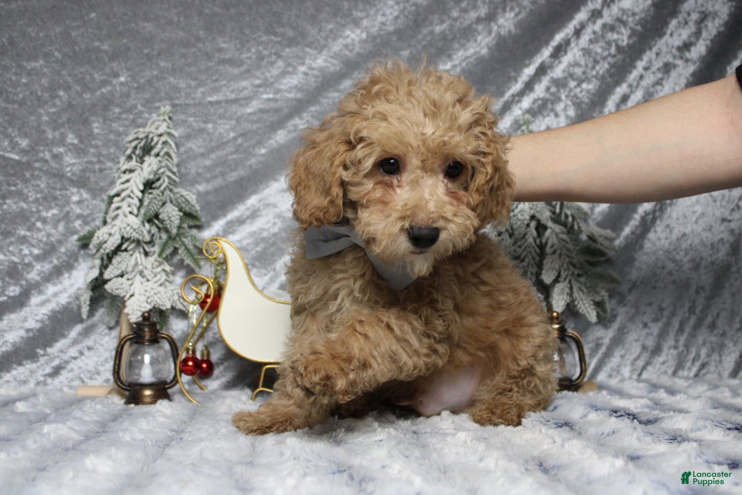 Toy Poodle dogs for sale: Buckeye - Ad 3