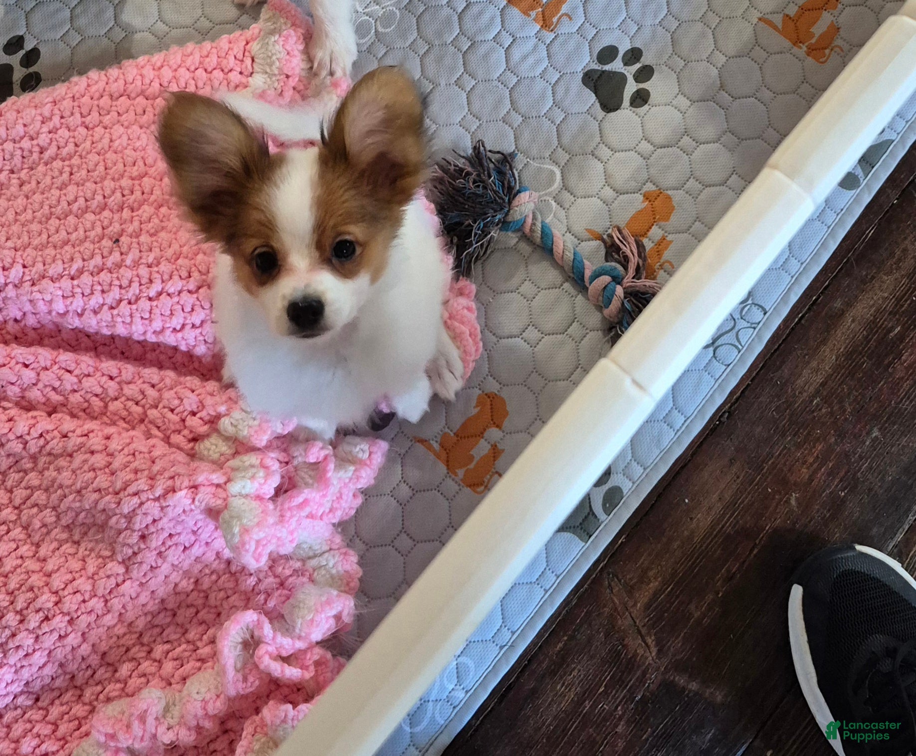 Papillon dogs Blue boy(Sunny) - Ad 1