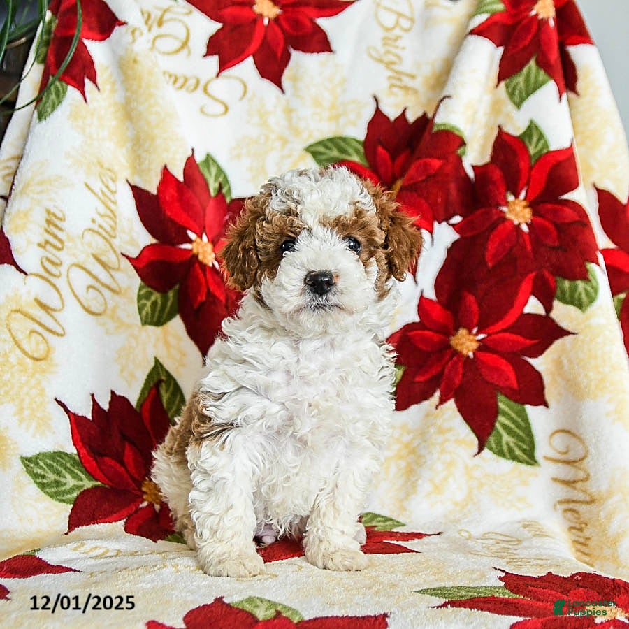 Miniature Poodle dogs Dasher - Ad 31