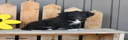 Mixed Breed dogs for sale: Glenn - Ad 3