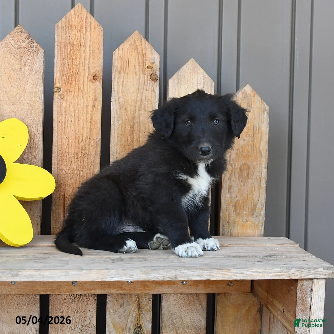 Mixed Breed dogs for sale: Glenn - Ad 3