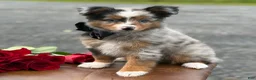 Toy Australian Shepherd dogs for sale: Tucker  - Ad 9