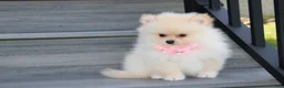 Pomeranian dogs for sale: Ruby - Ad 7
