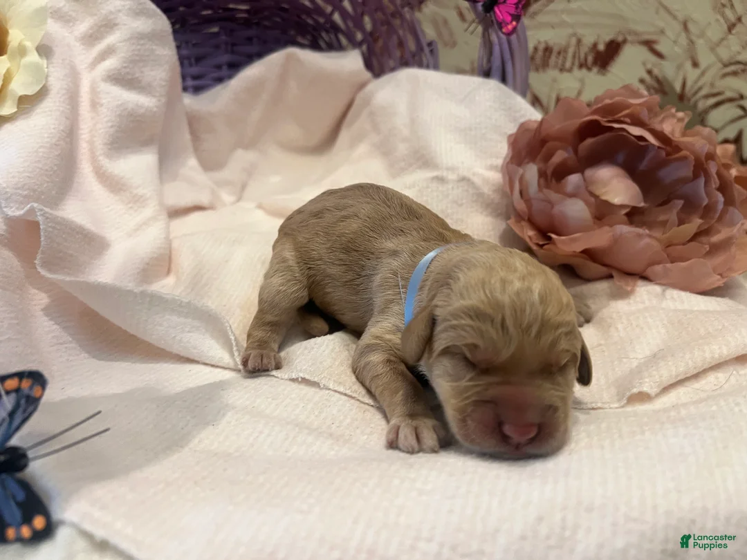 Labradoodle dogs for sale: Labradoodle Puppy 5 - Ad 1