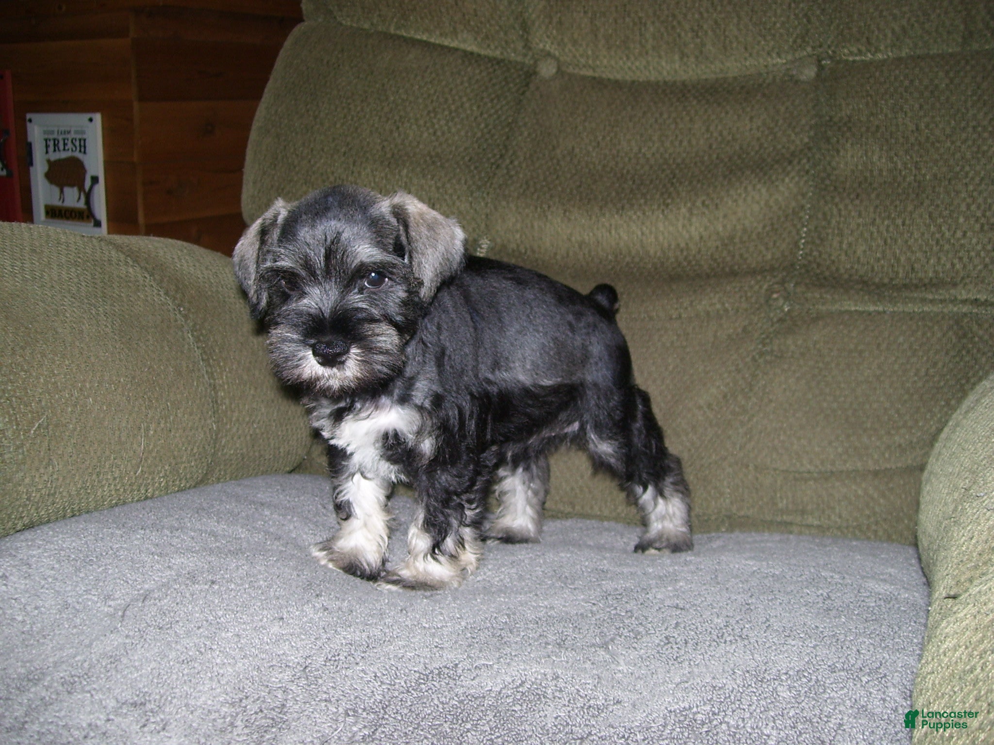 Miniature Schnauzer dogs for sale: HARLEY - Ad 3
