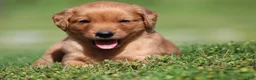 Golden Retriever dogs for sale: Riley - Ad 3