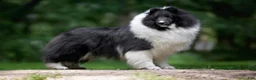 Shetland Sheepdog dogs for sale: Tucker - Ad 14