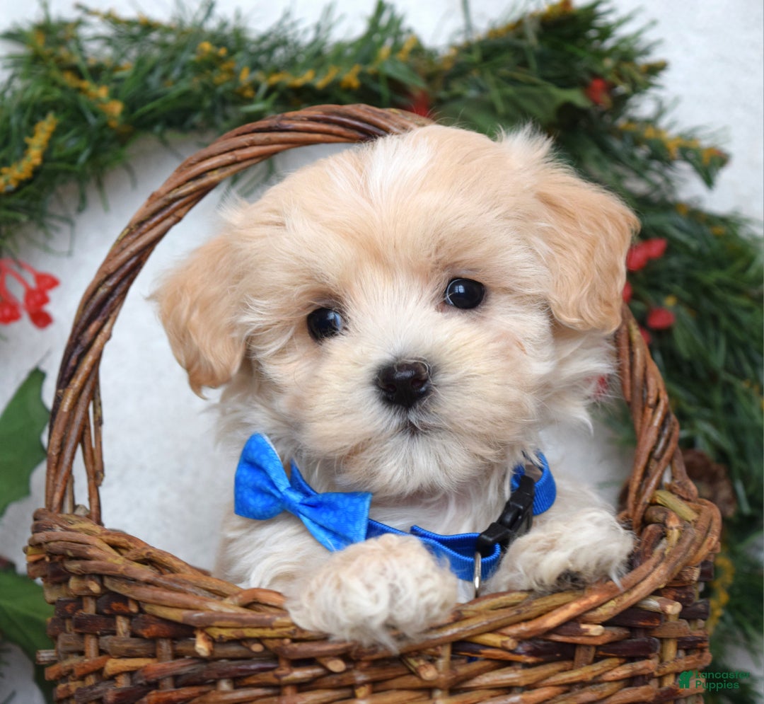 Maltipoo dogs for sale: Leo - Ad 2
