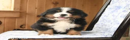 Bernese Mountain Dog dogs for sale: Smokey - Ad 5