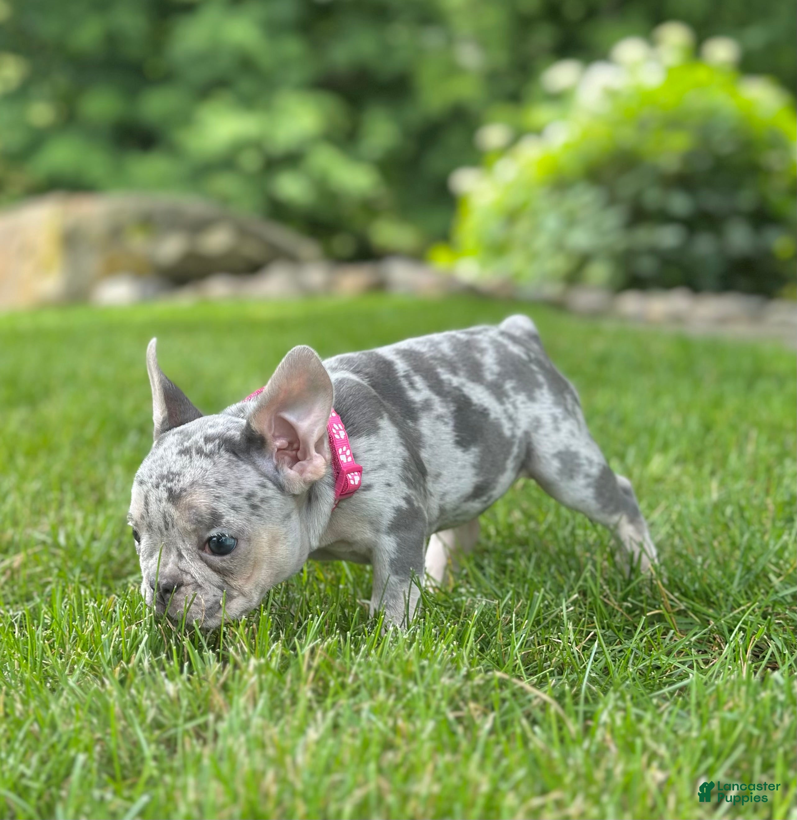 French Bulldog dogs Sherly Video Ad  - Ad 2