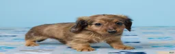 Miniature Dachshund dogs for sale: Luna - Ad 4