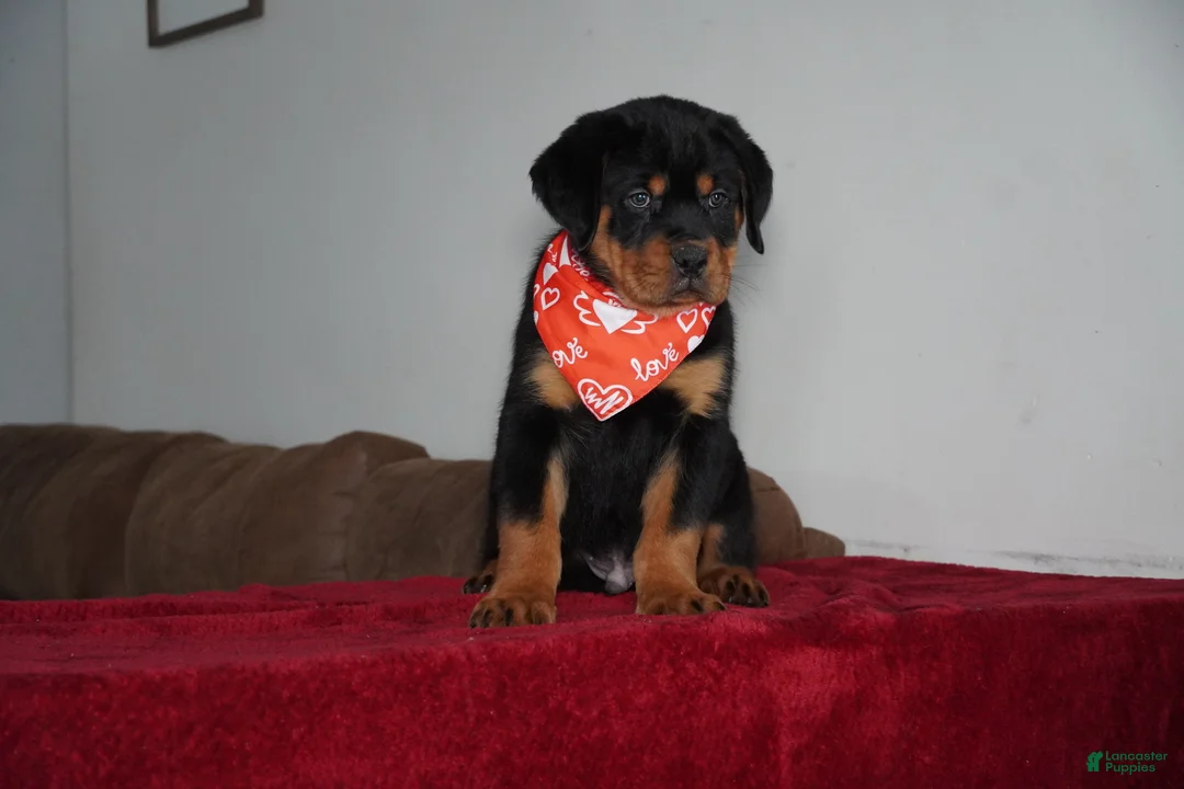 Rottweiler dogs for sale: Rocky - Ad 2