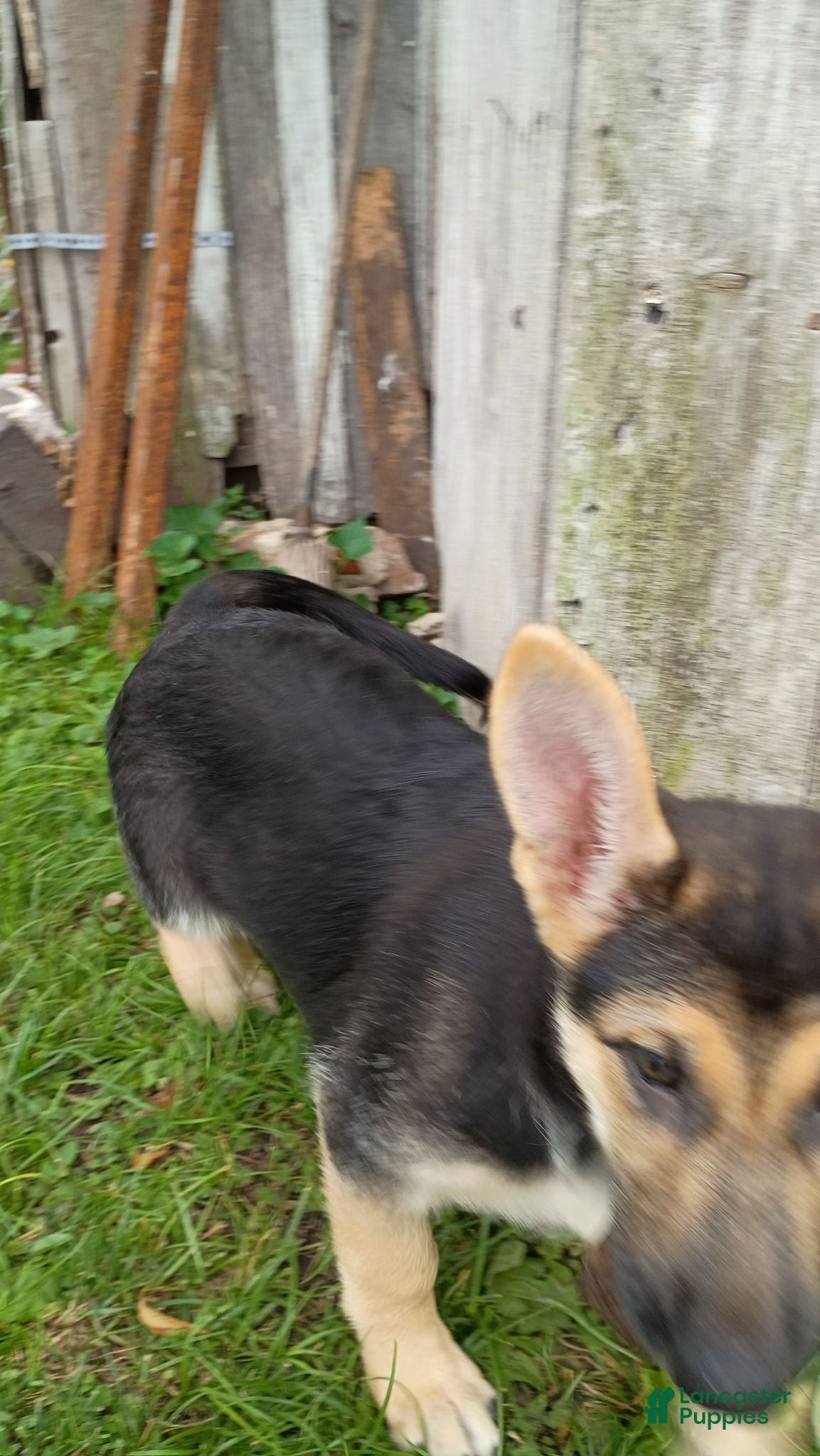 German Shepherd dogs German Shepherd 5 - Ad 32