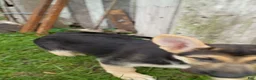 German Shepherd dogs for sale: German Shepherd 5 - Ad 1