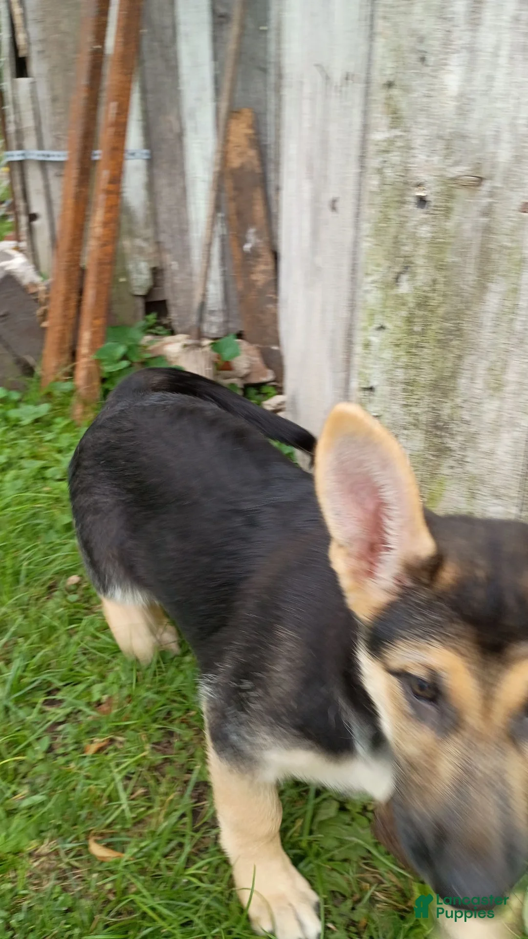 German Shepherd dogs for sale: German Shepherd 5 - Ad 1