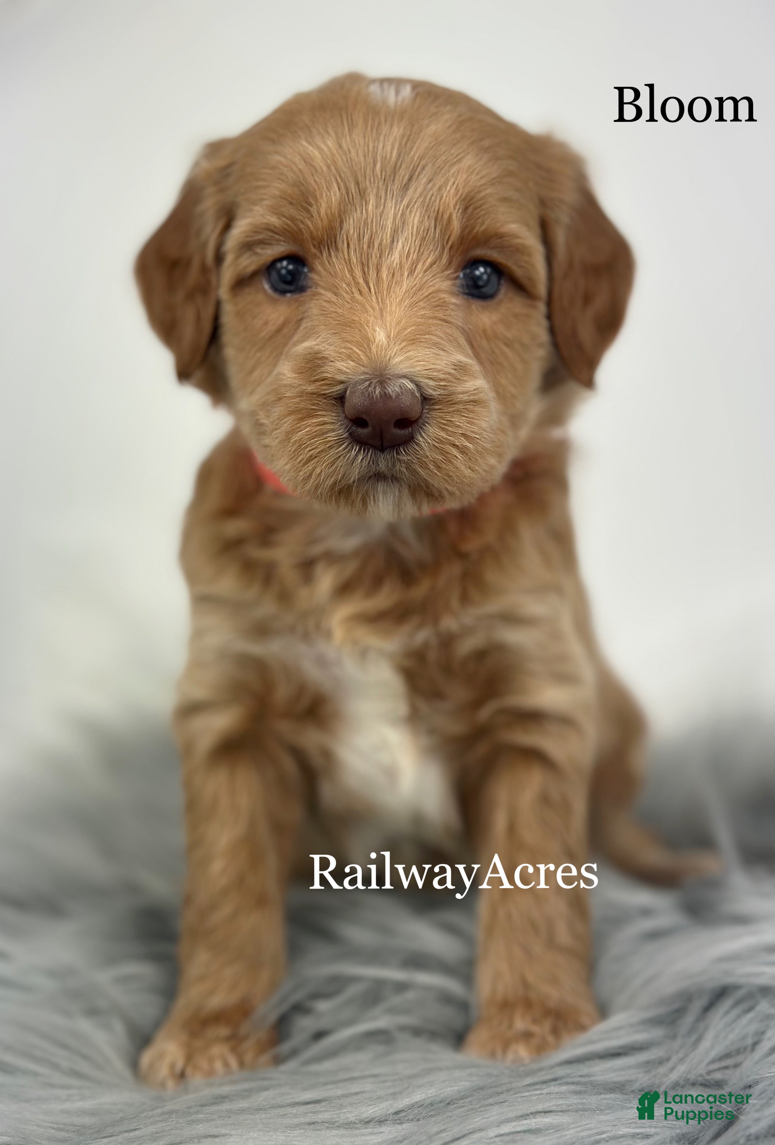 Mixed Breed dogs for sale: Bloom - Ad 3