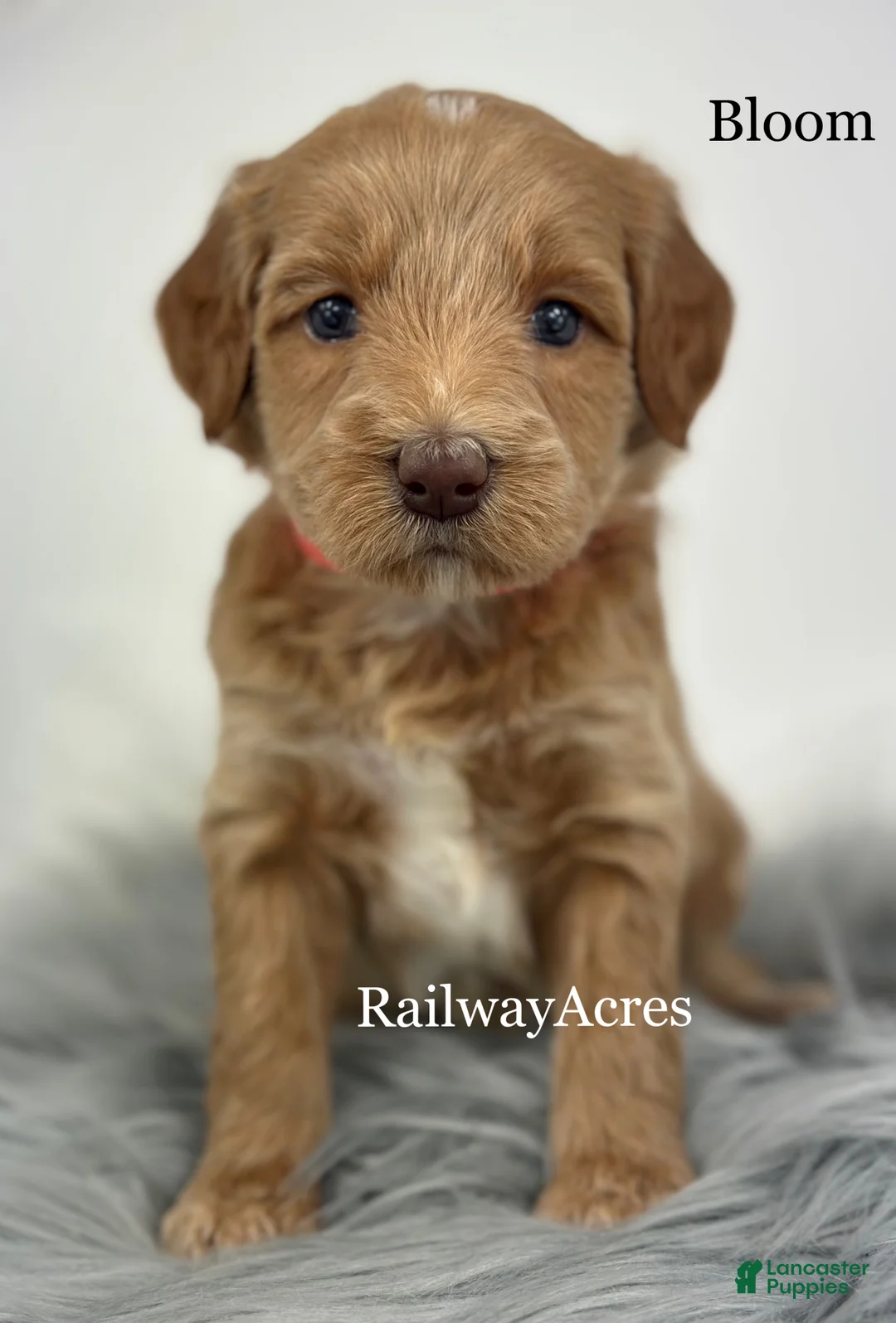 Mixed Breed dogs for sale: Bloom - Ad 1