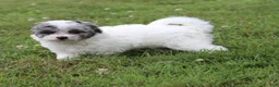 Bichpoo dogs for sale: Luke - Ad 6