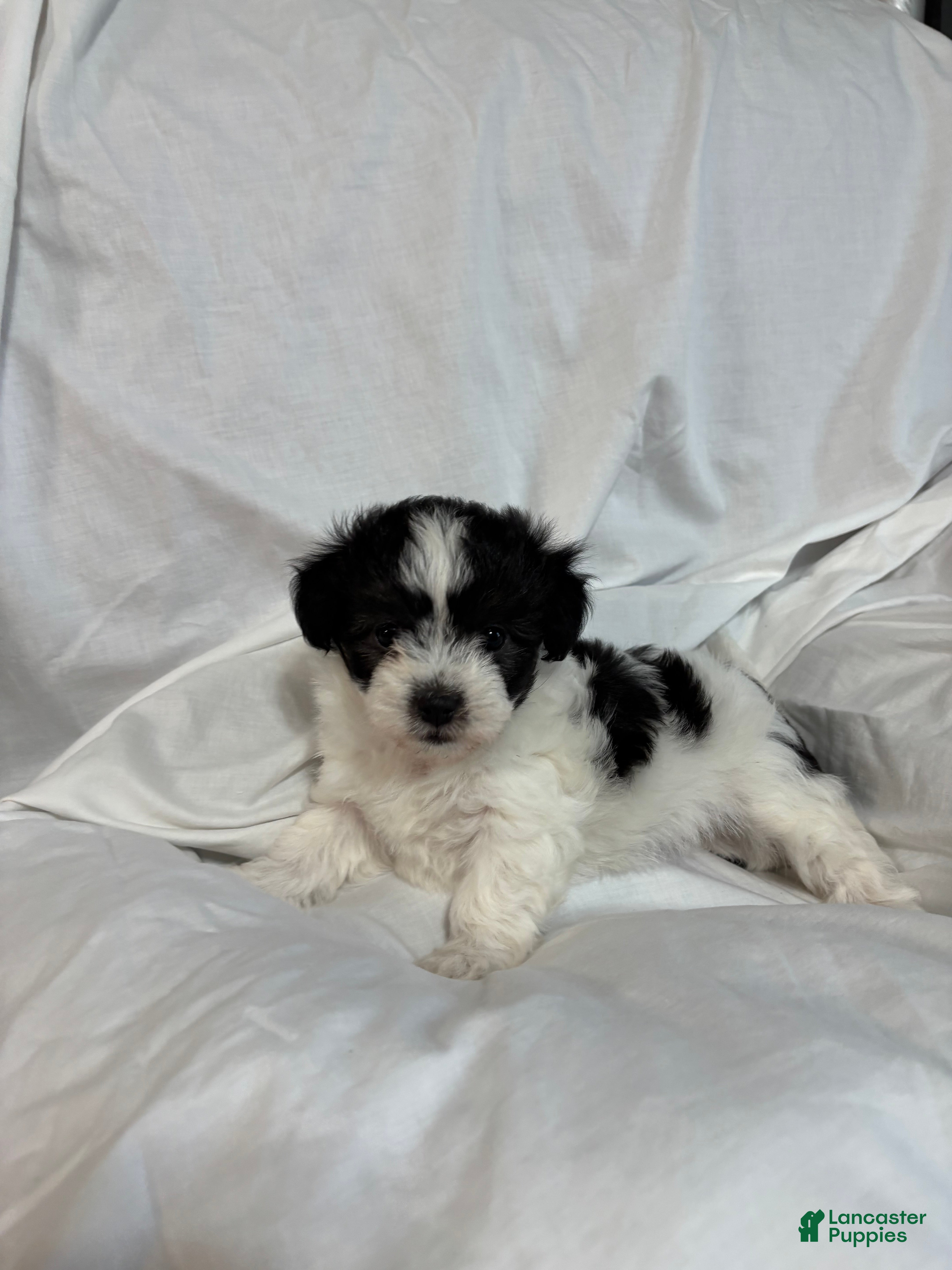 Havanese dogs for sale: Freddy - Ad 2
