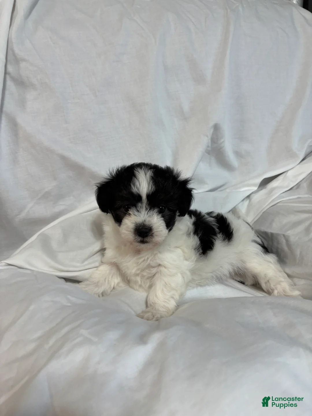 Havanese dogs for sale: Freddy - Ad 1