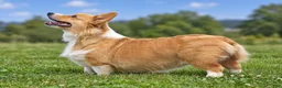 Welsh Corgi Pembroke dogs for sale: Cali - Ad 4