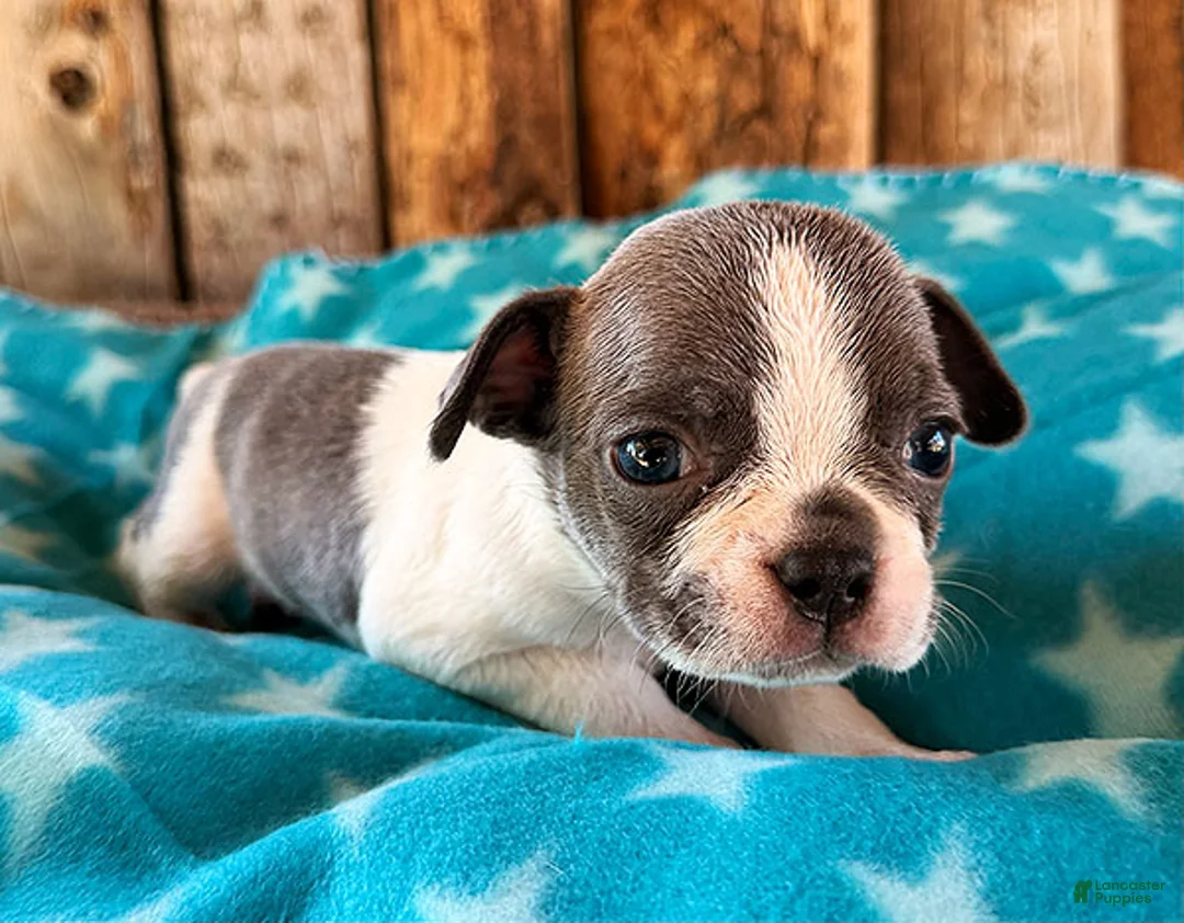 Frenchton dogs for sale: Blueberry - Ad 3