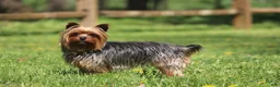 Yorkshire Terrier dogs for sale: Thomas - Ad 4