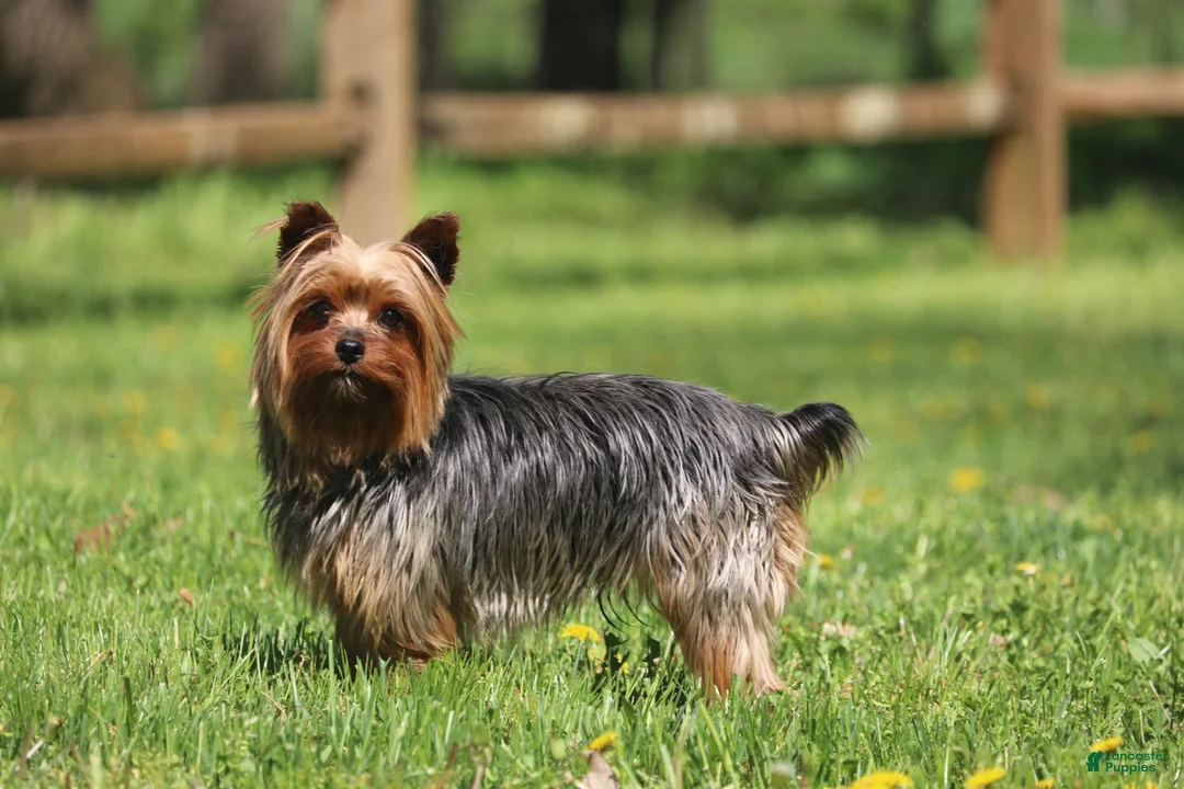 Yorkshire Terrier dogs for sale: Thomas - Ad 4