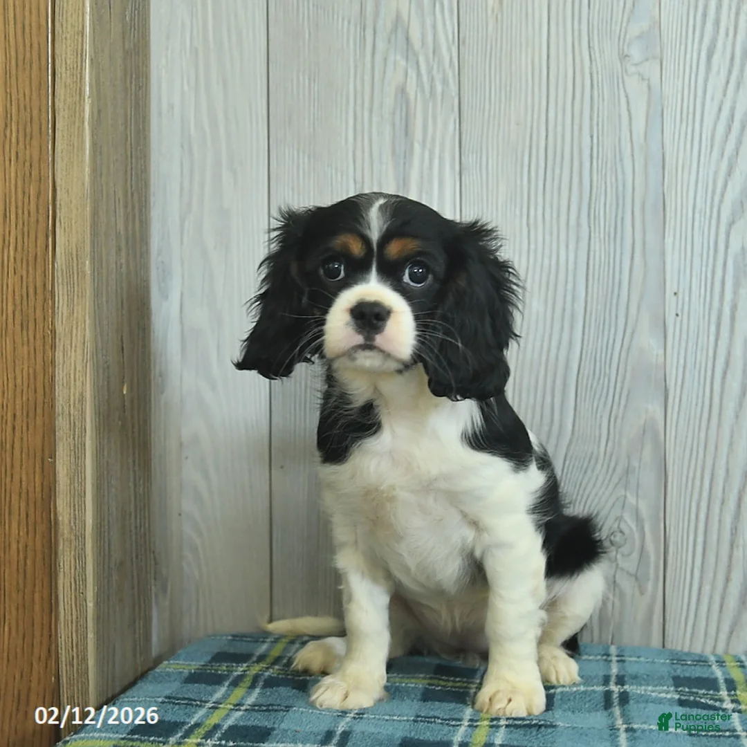 Cavalier King Charles Spaniel dogs for sale: Belle  - Ad 3