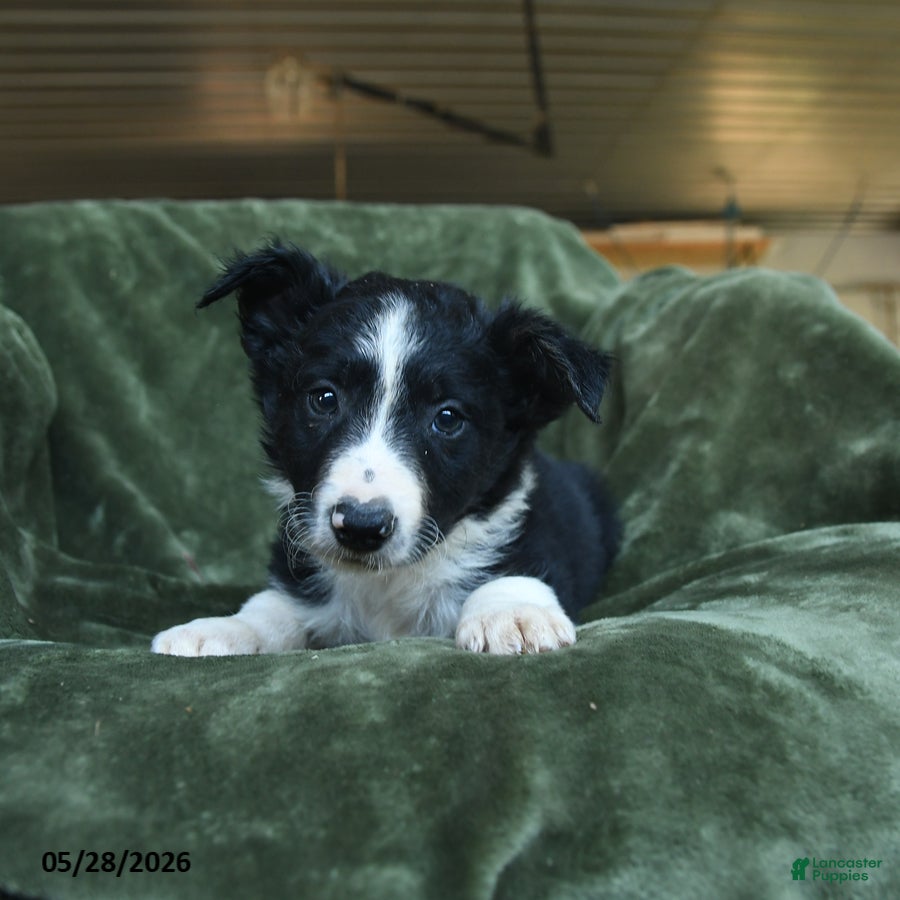 Border Collie dogs Alstair - Ad 2