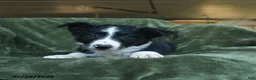 Border Collie dogs for sale: Alstair - Ad 2