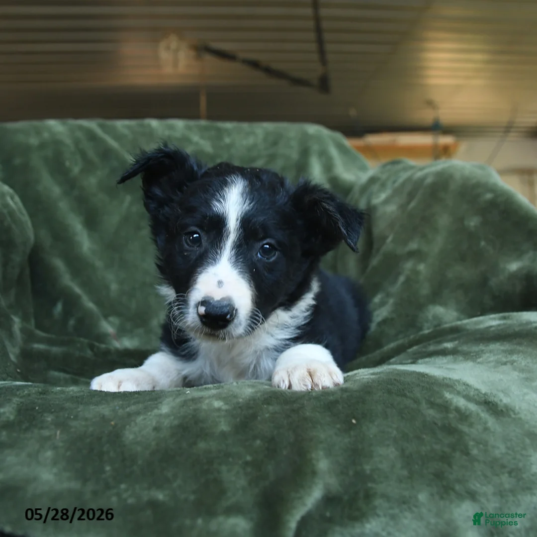 Border Collie dogs for sale: Alstair - Ad 2