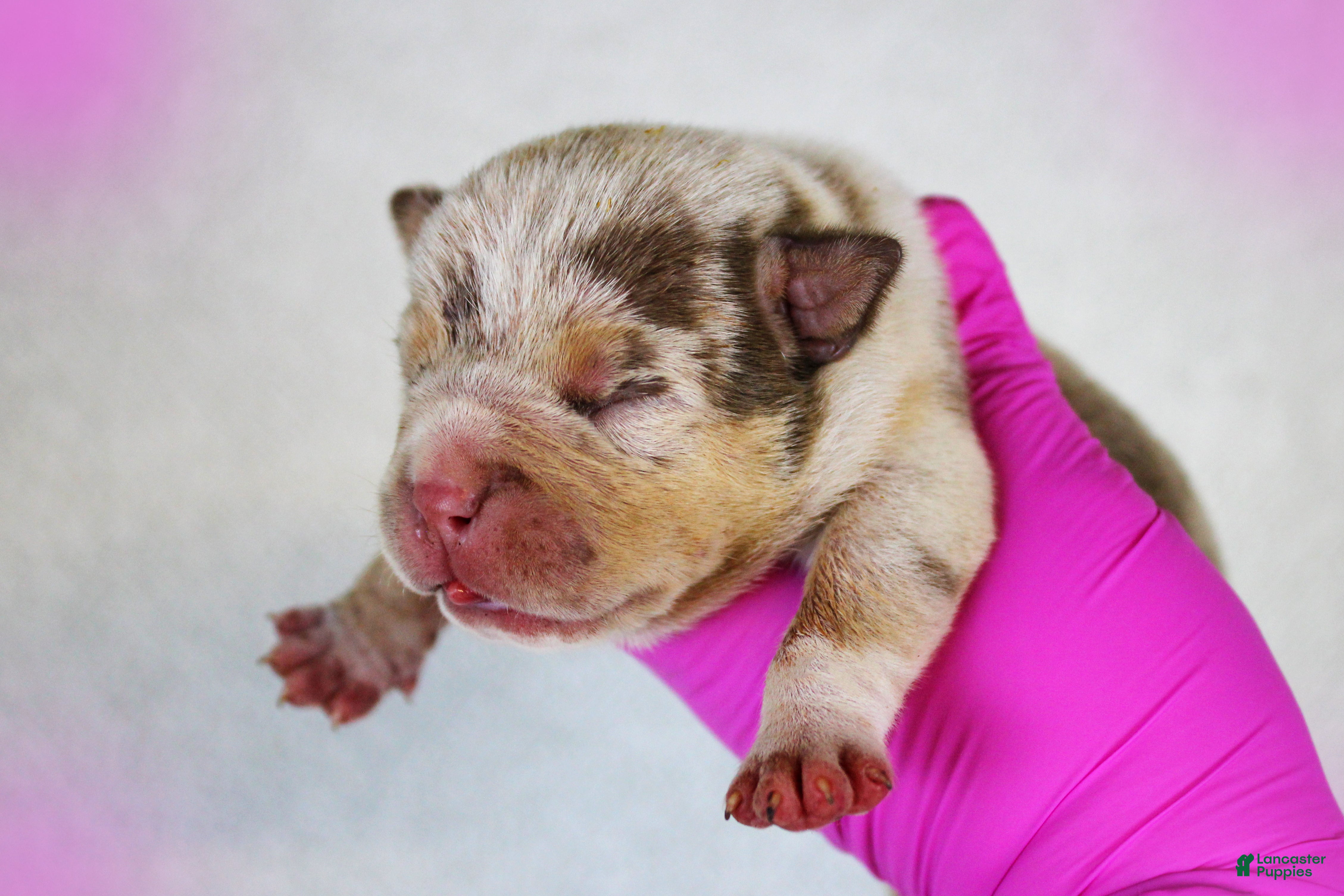 American Bully dogs Chocolate Tri Merle Female - Ad 1